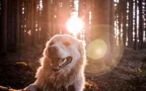 Esterilización y Castración