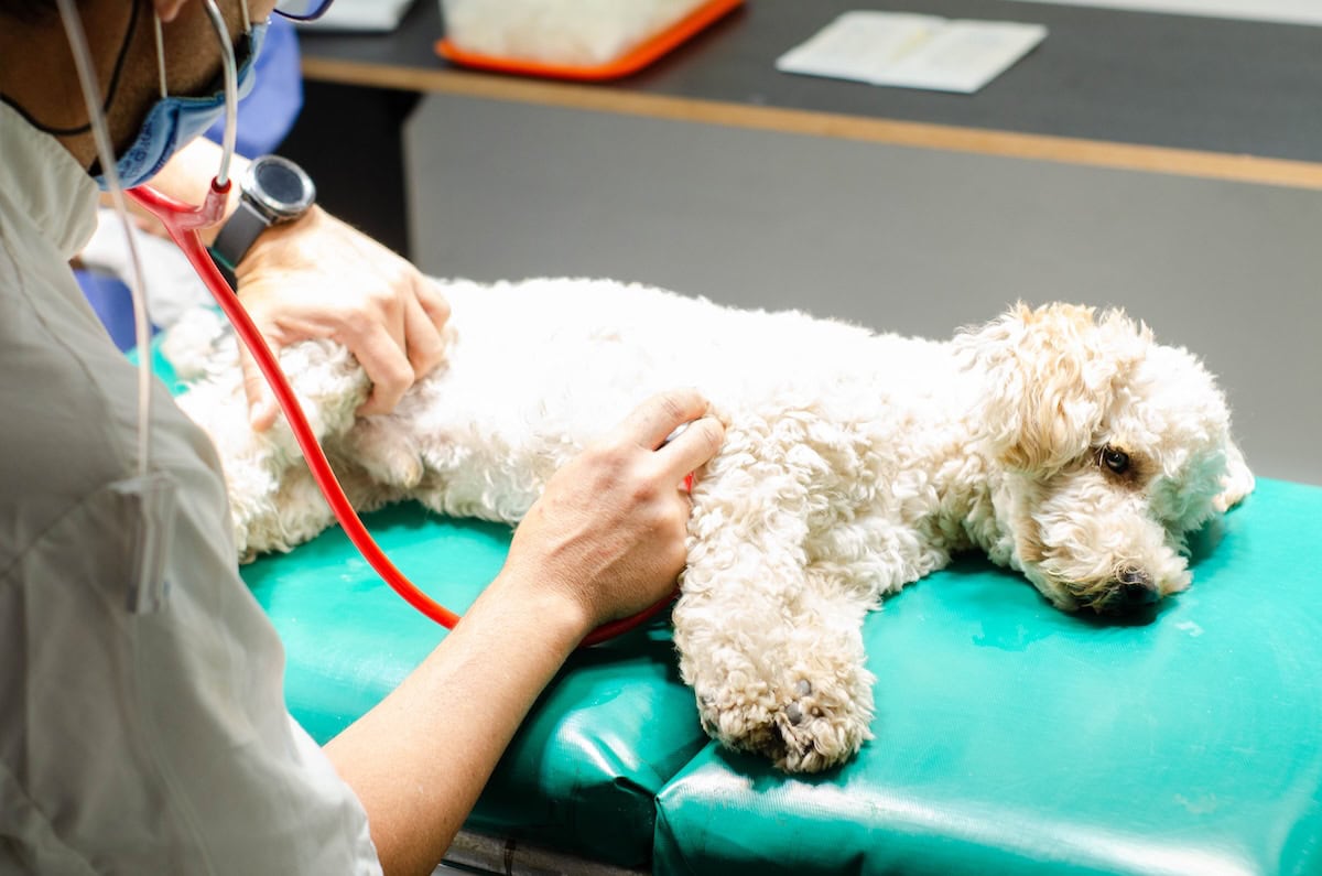 DSC 2942 - Clínica Veterinaria Seres en Córdoba